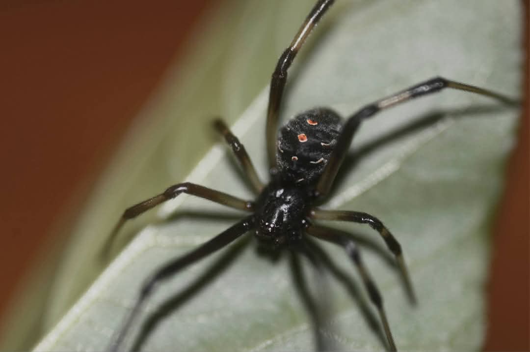 Western Black Widow Spider