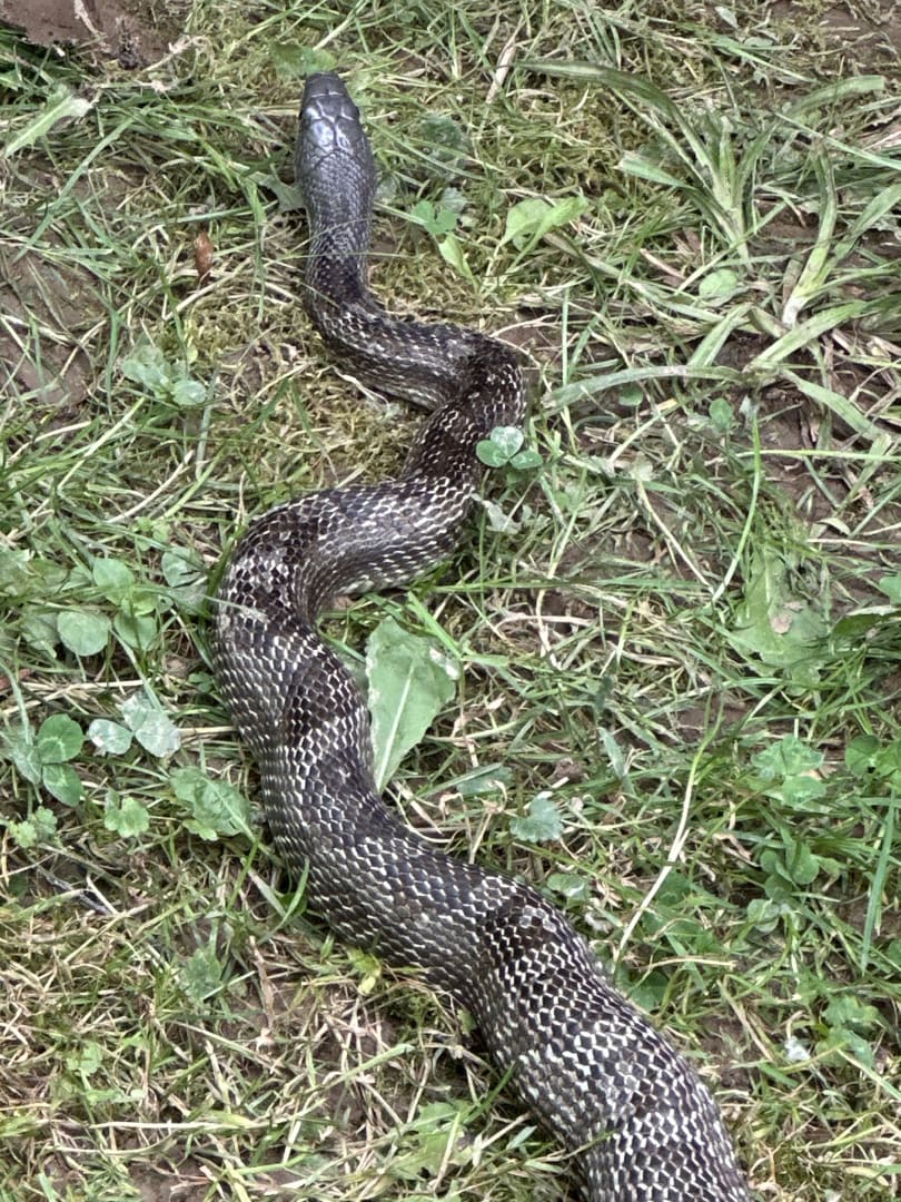 Eastern Ratsnake