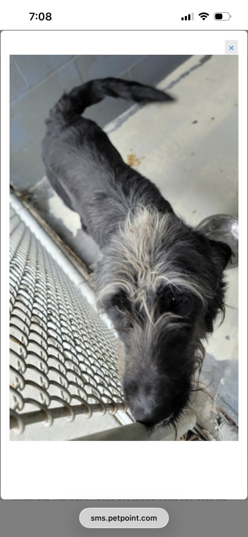 Mixed breed dog, possibly with some Scottish Deerhound characteristics