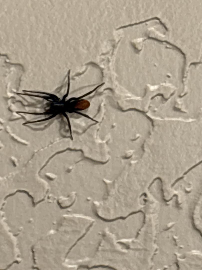 Brown Recluse Spider