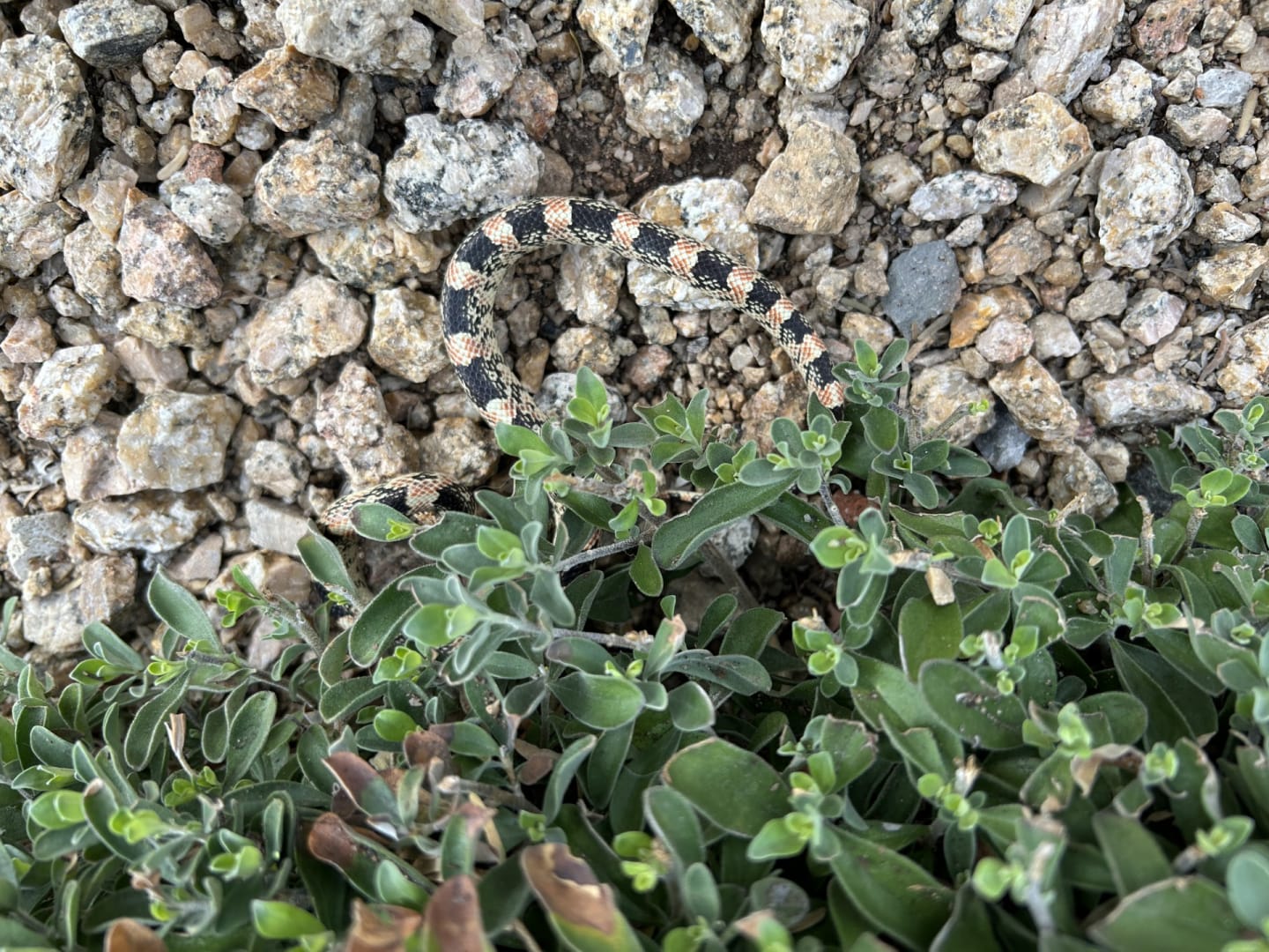 Sonoran Mountain Kingsnake