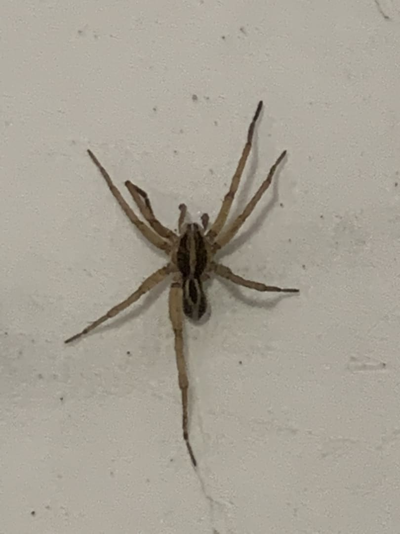Brown Recluse Spider