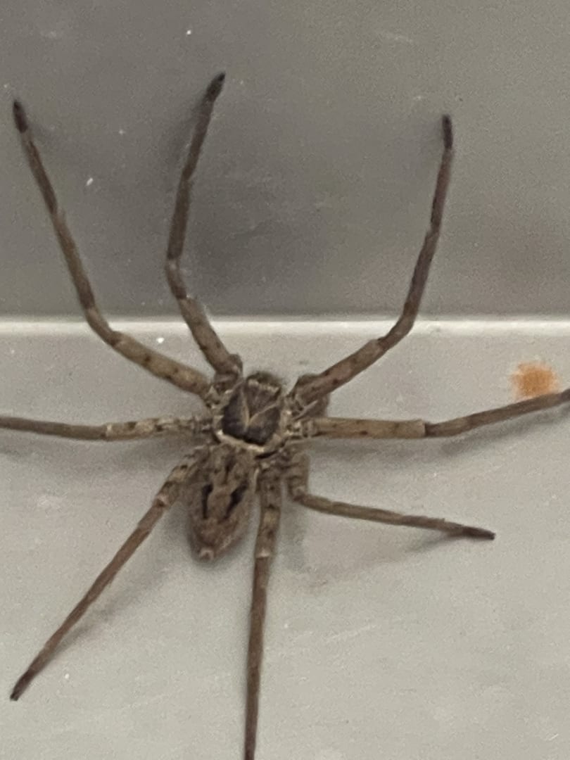 Huntsman Spider