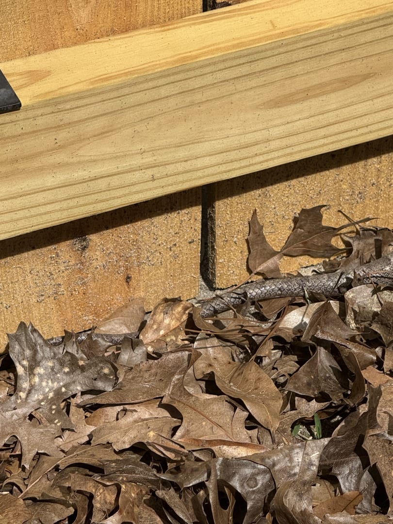 Eastern Garter Snake