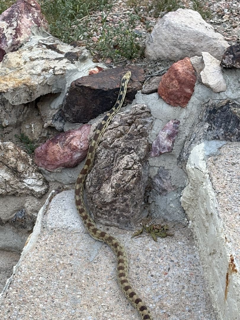 Gopher Snake