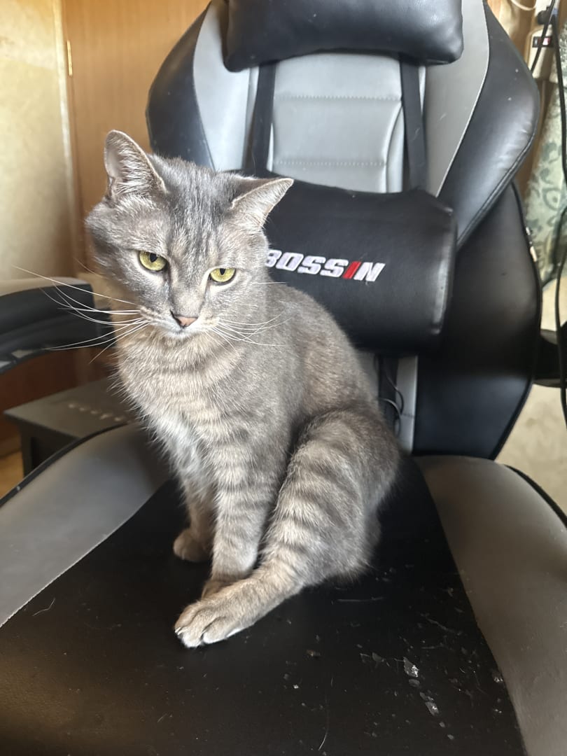 Domestic Shorthair Cat