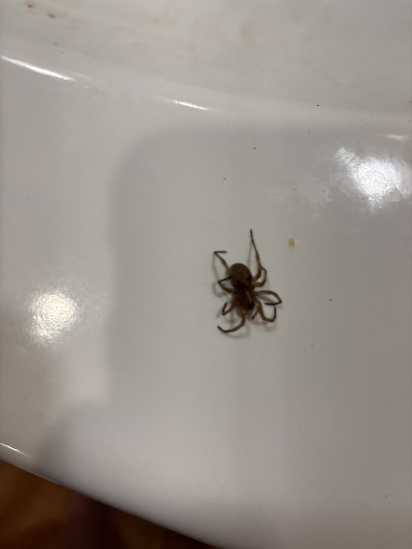 Spider (specific identification unclear)
