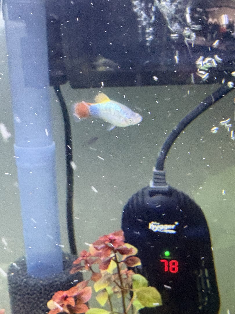 Platy (possibly Mickey Mouse Platy)