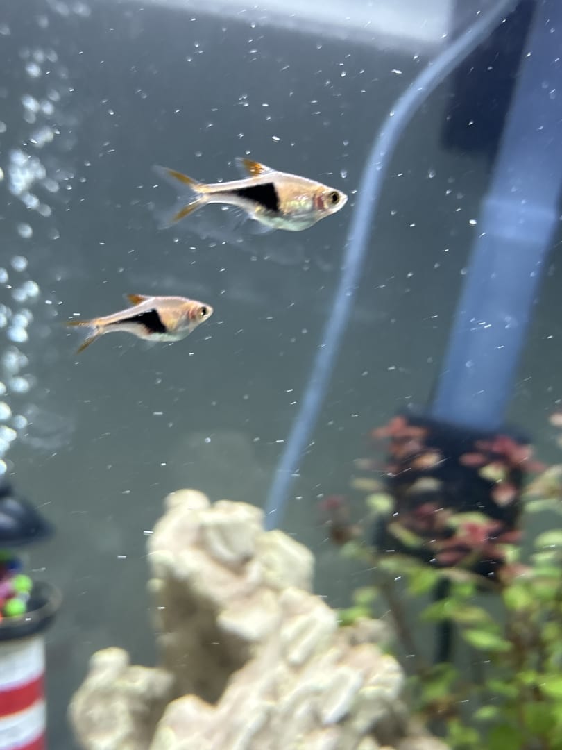 Harlequin Rasbora