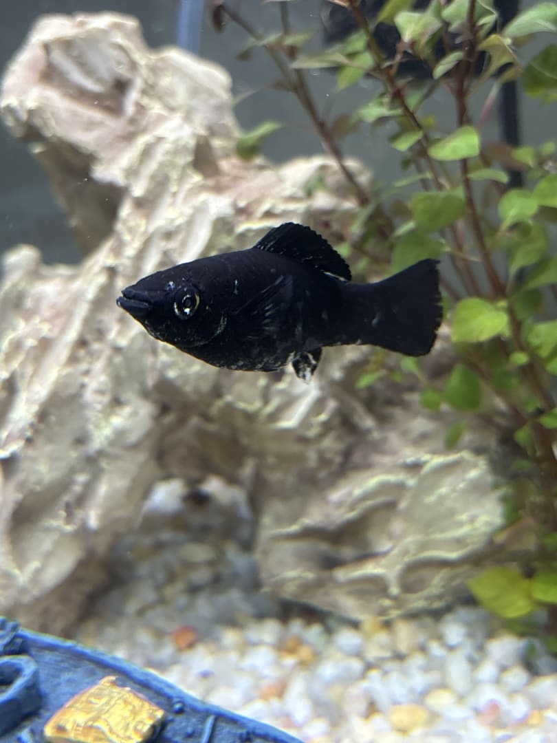 Black Molly