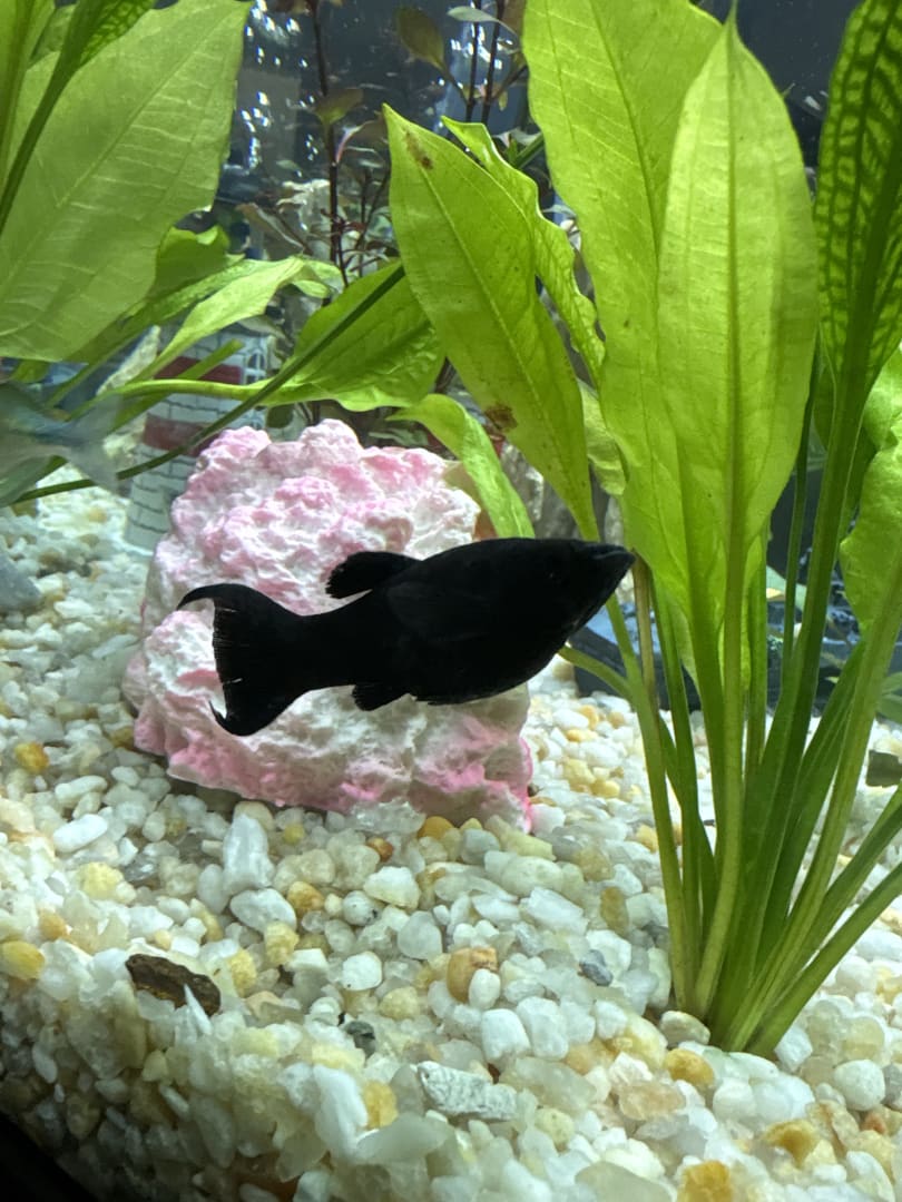 Black Molly