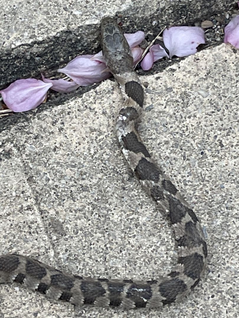 Eastern Hog-nosed Snake