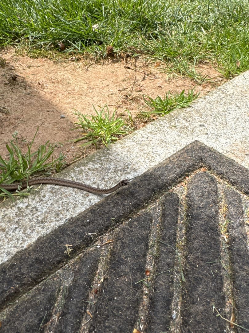 Common European Adder