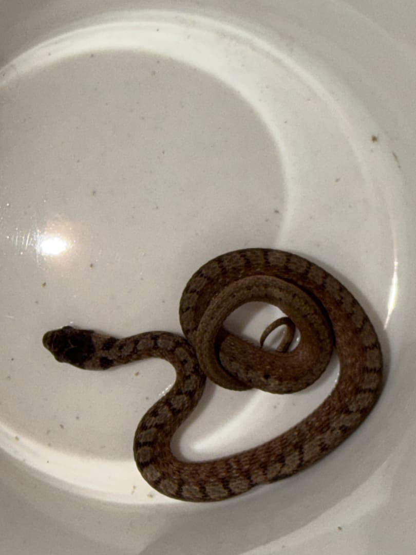 Northern Brown Snake