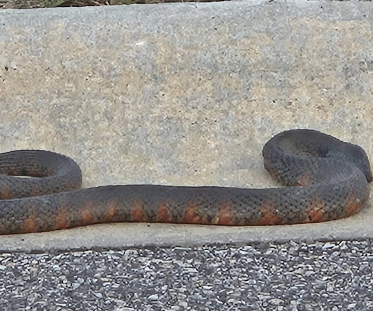 Northern Water Snake