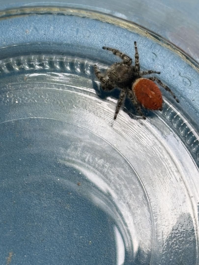 Red-backed Jumping Spider