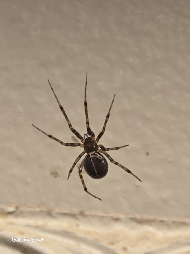 Common House Spider