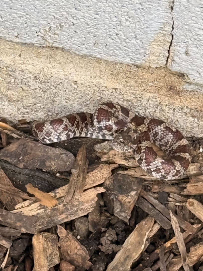 Eastern Milk Snake