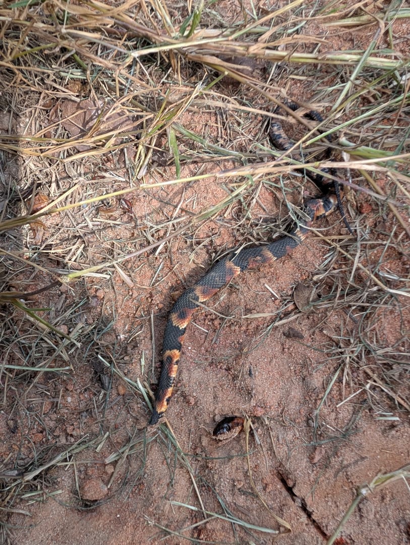 Eastern Copperhead
