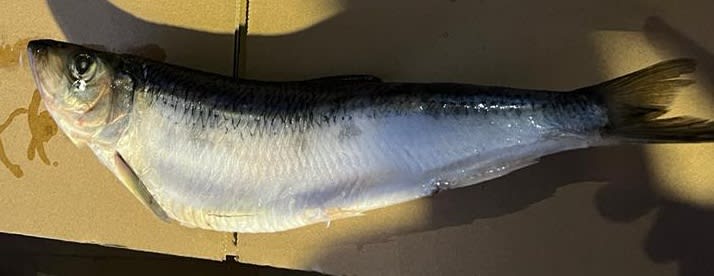 Atlantic Herring