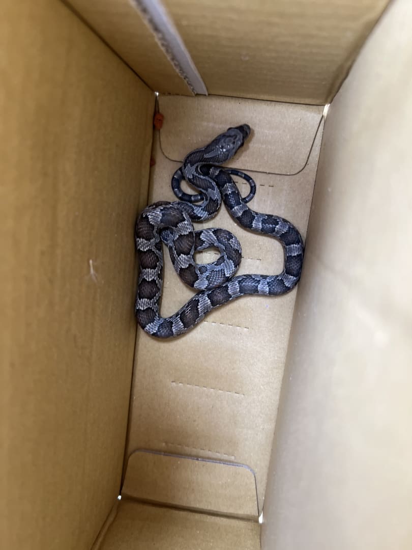 Common Corn Snake