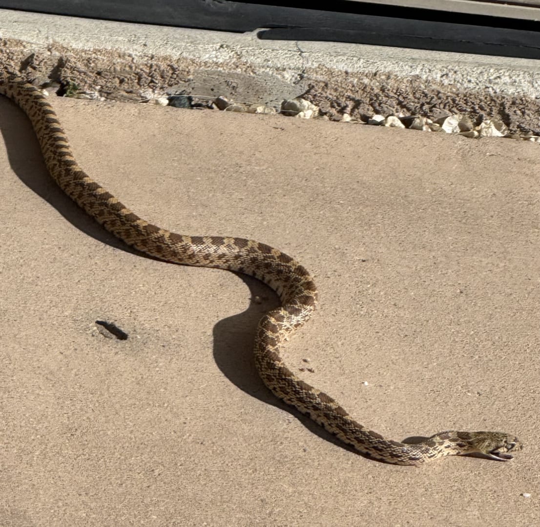 Gopher Snake