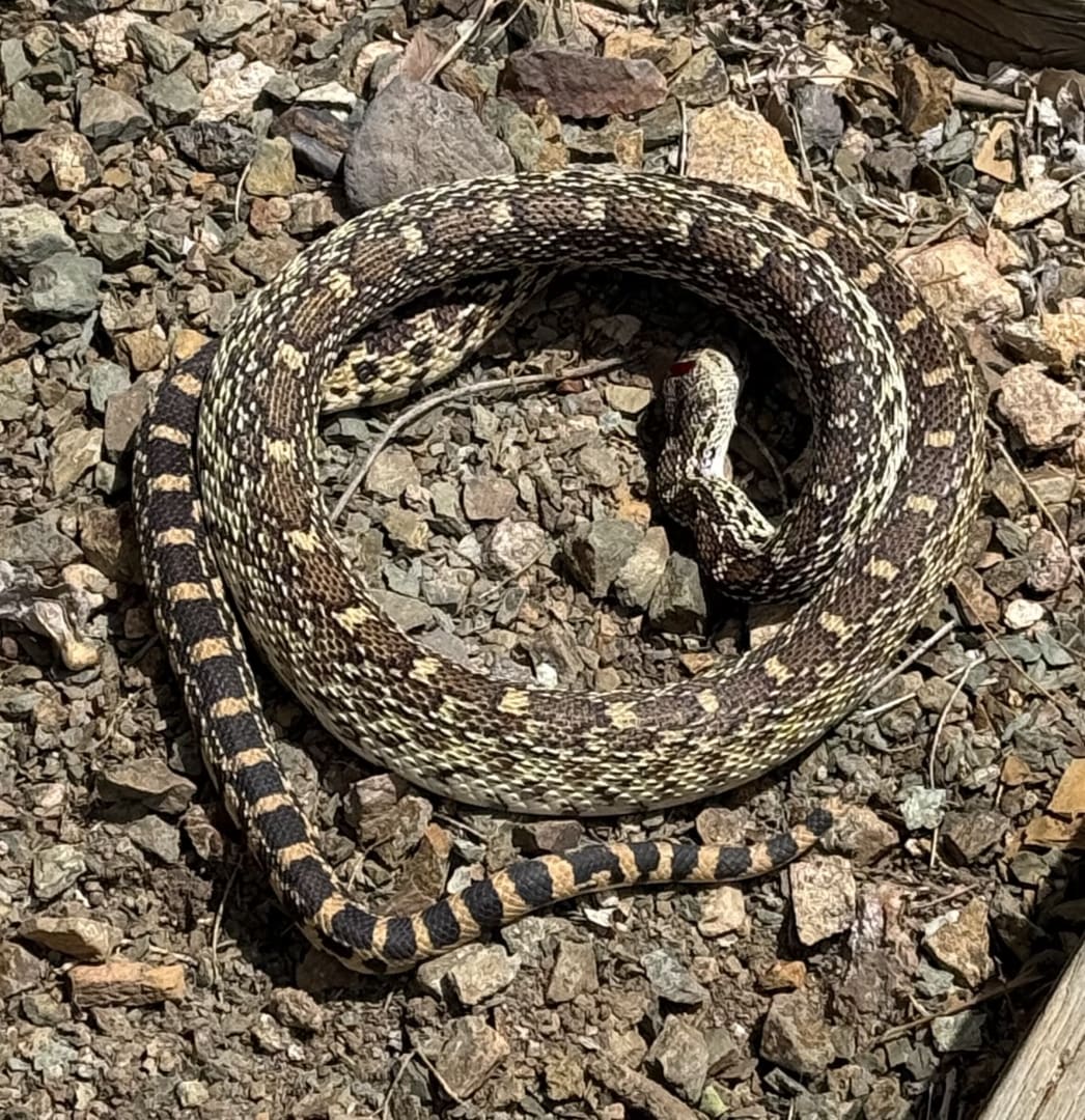 Gopher Snake