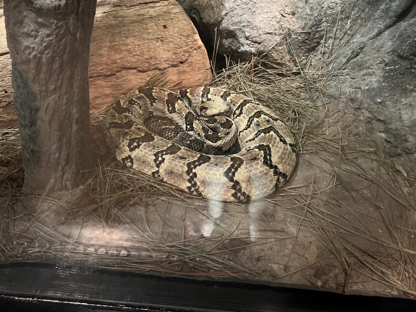 Timber Rattlesnake