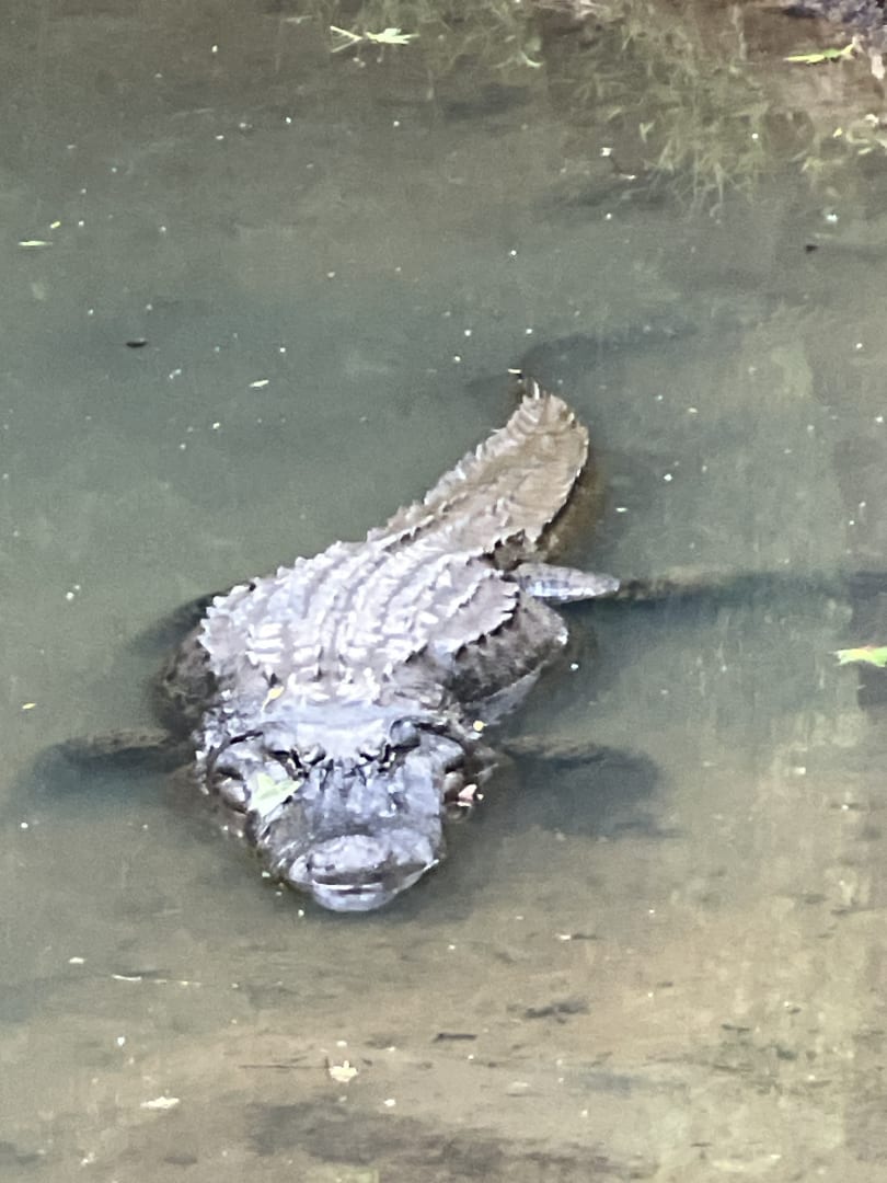 American Alligator