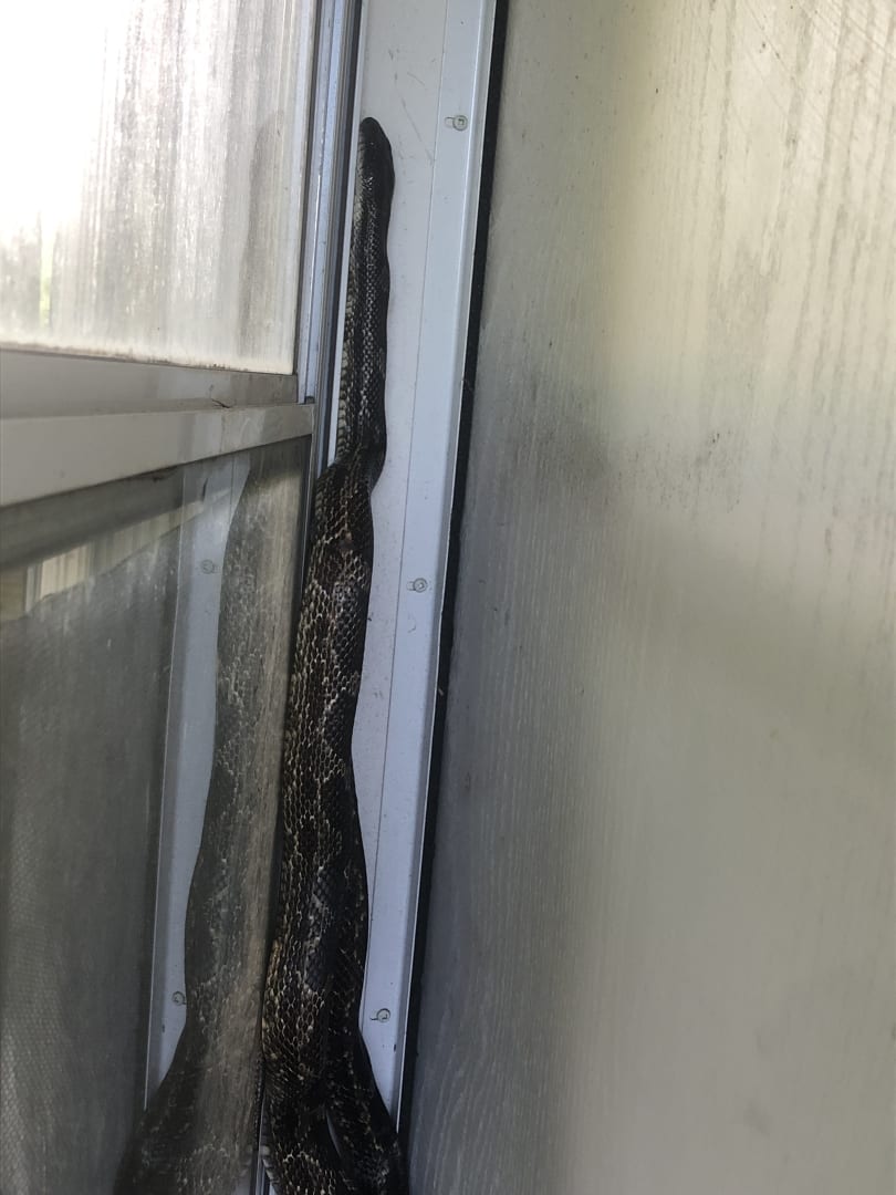 Common Boa