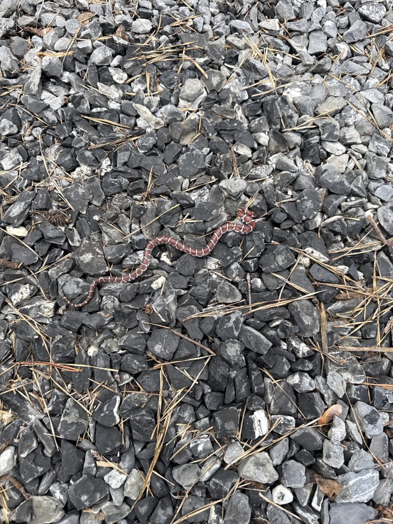 Northern Milk Snake