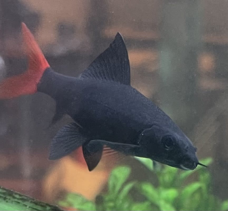 Red-tailed Black Shark