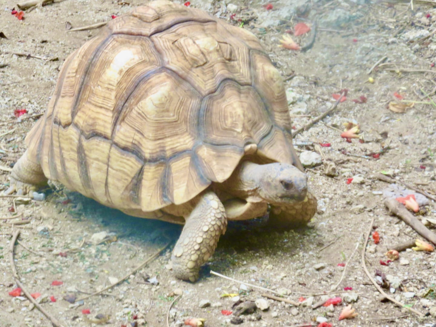 African Spurred Tortoise