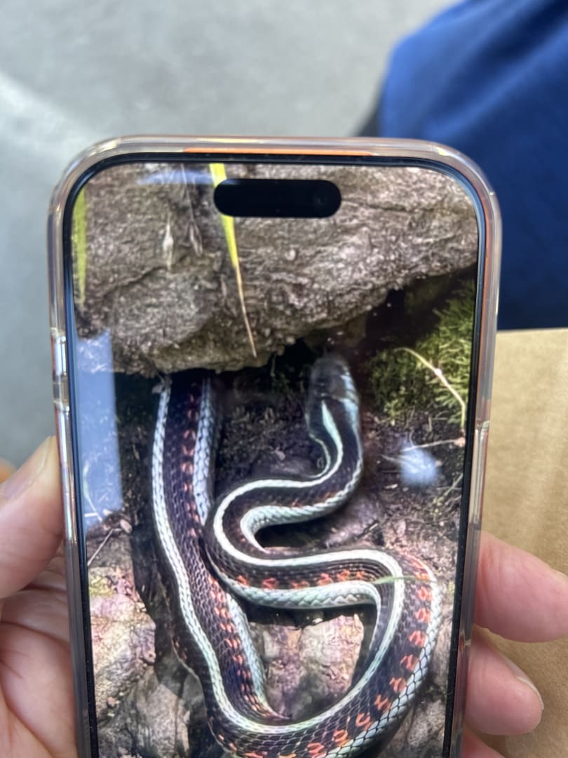 Common Garter Snake