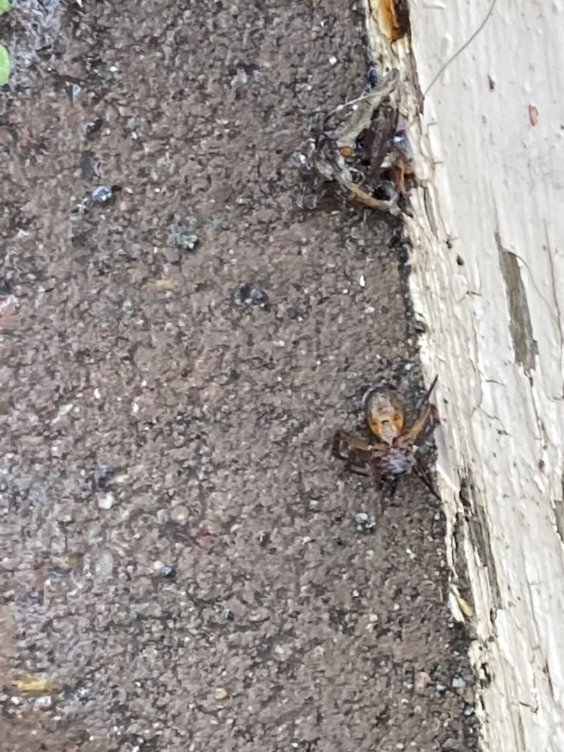 Wolf Spider