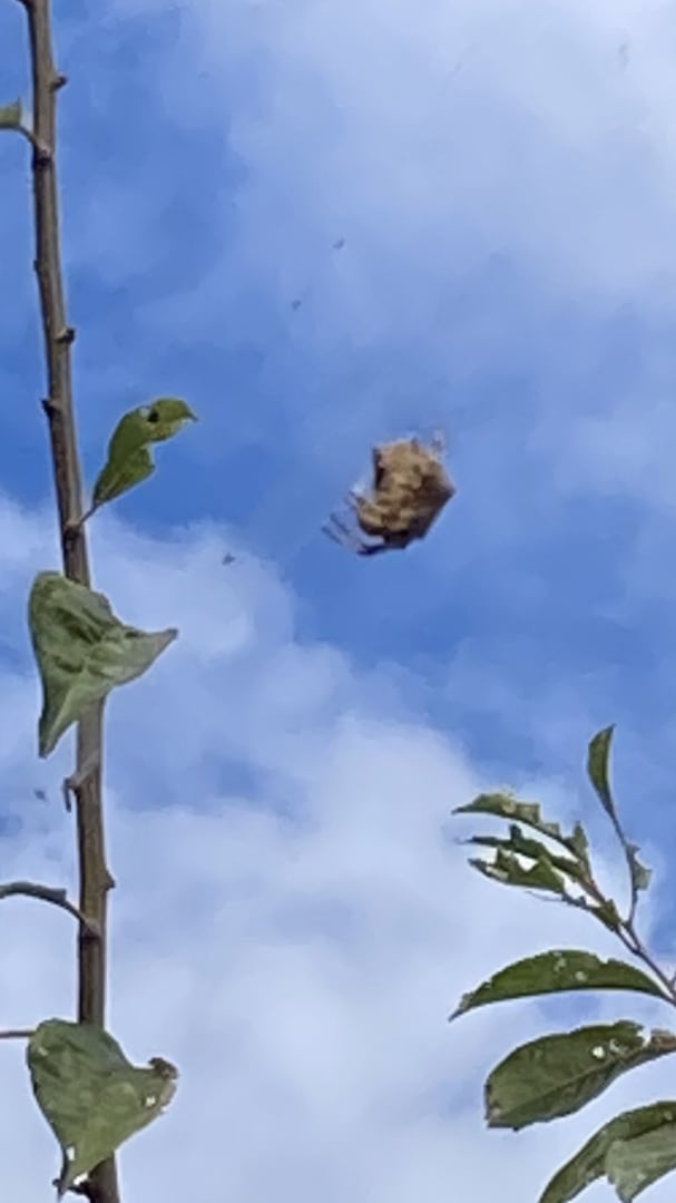 Orb-weaver Spider
