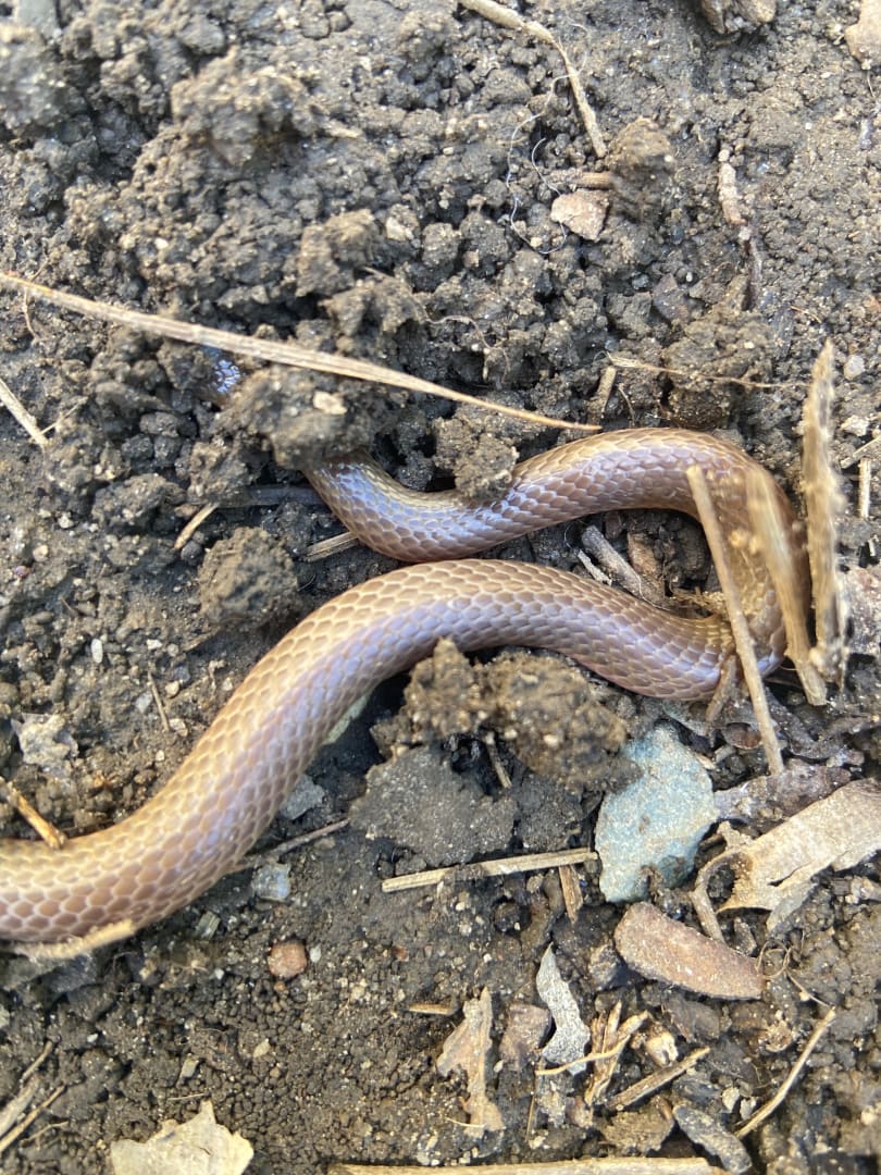 Western Blind Snake