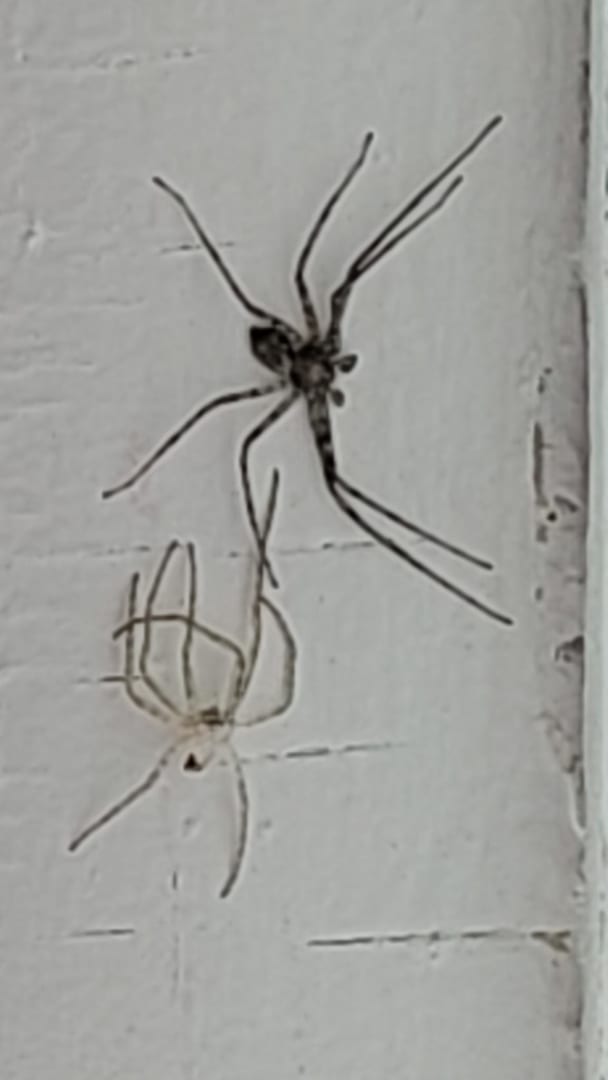 Common House Spider