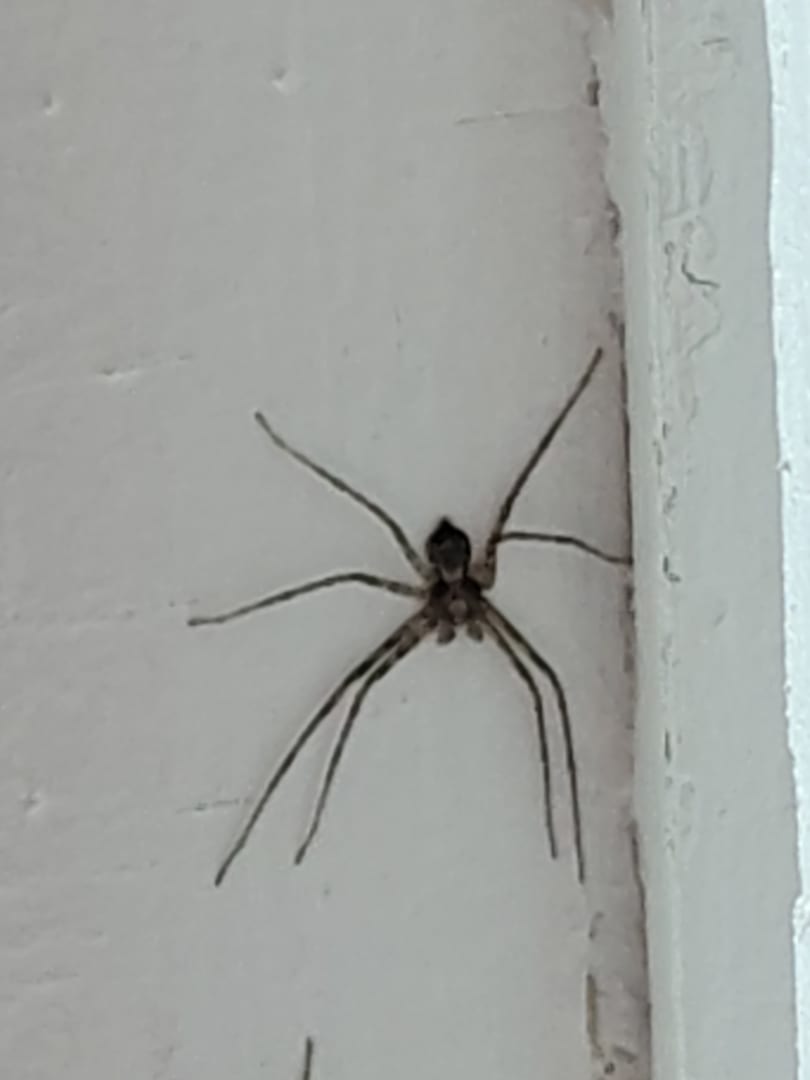 Common House Spider
