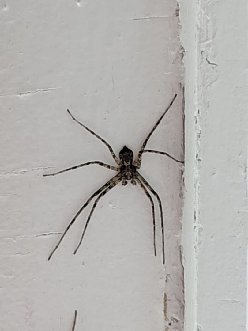 Common House Spider