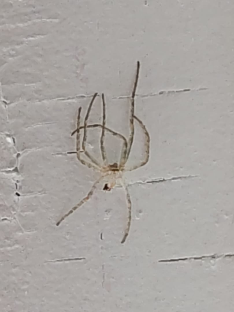 Cellar Spider