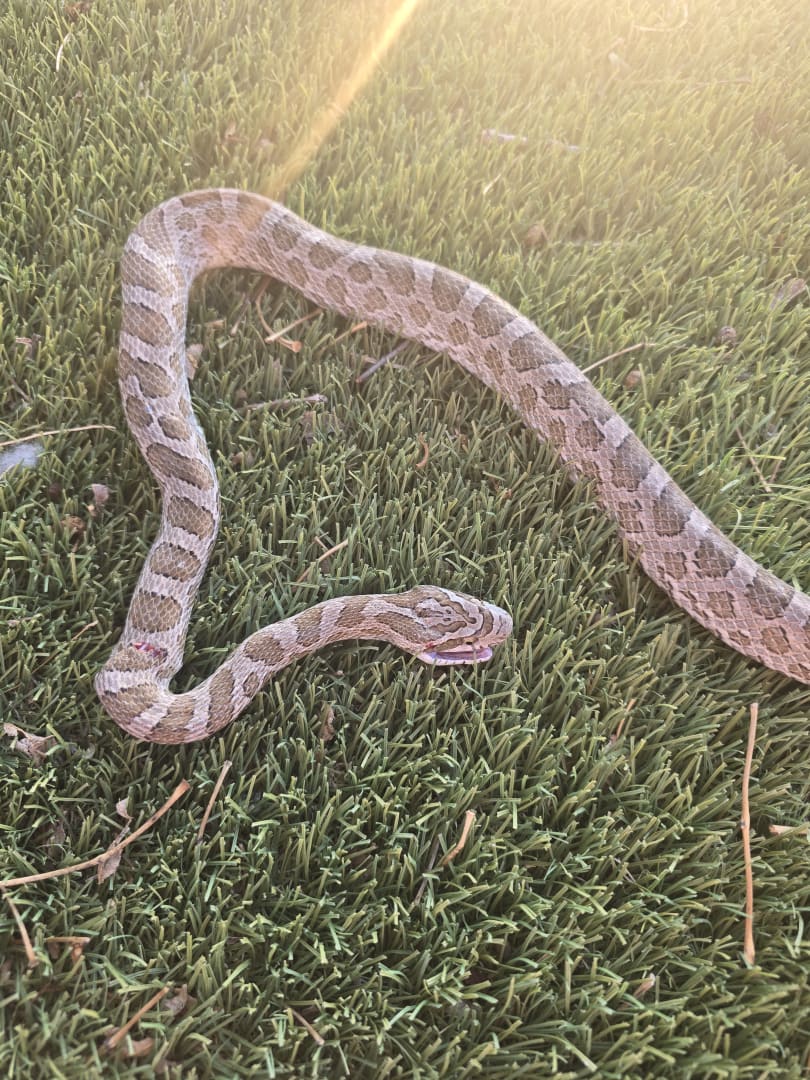Western Diamondback Rattlesnake