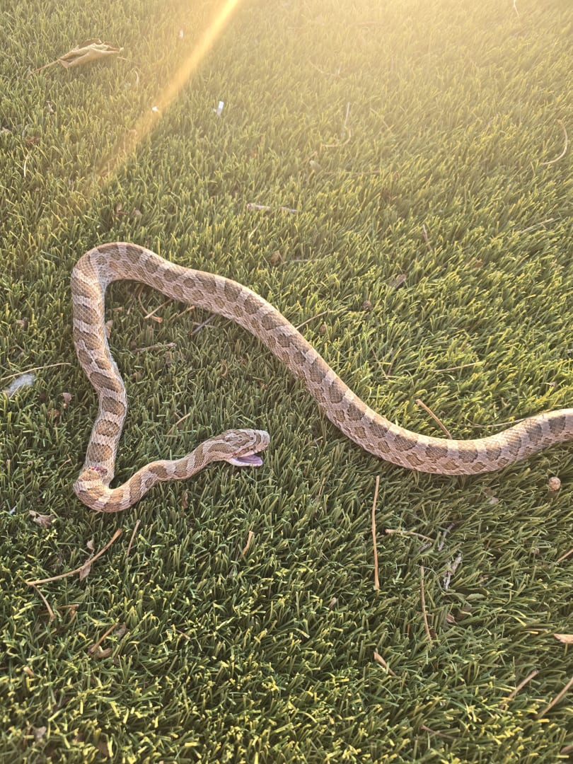 Western Diamondback Rattlesnake