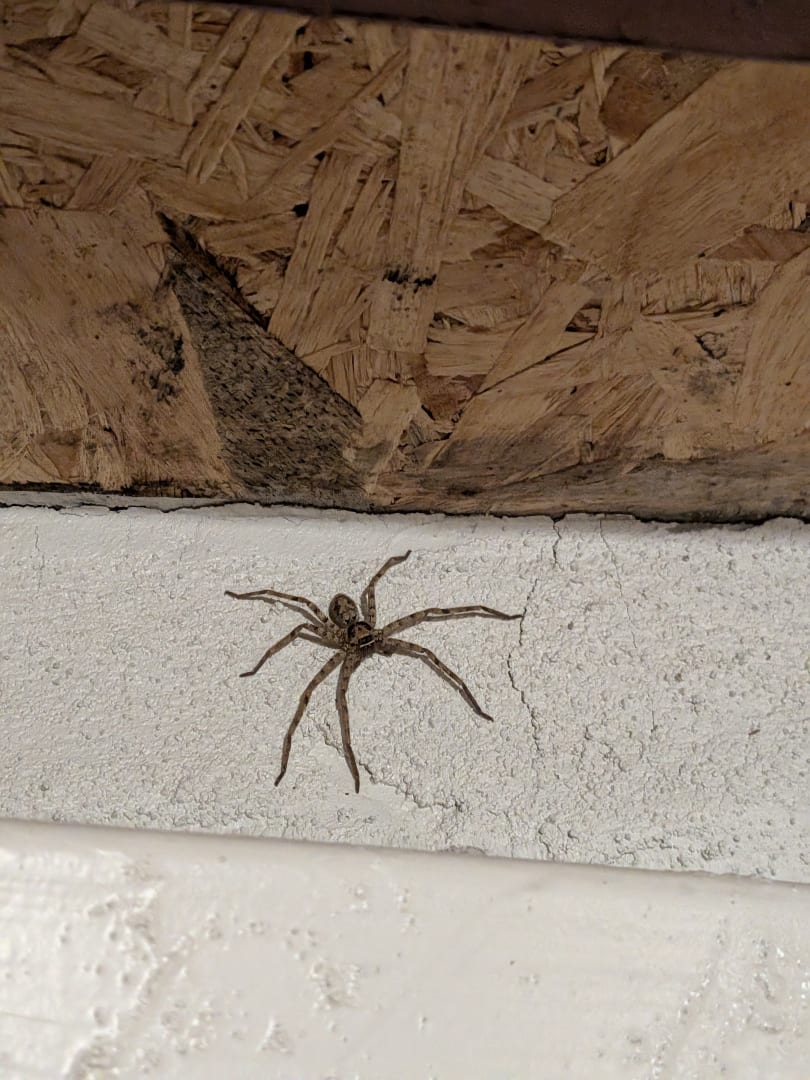 Wolf Spider