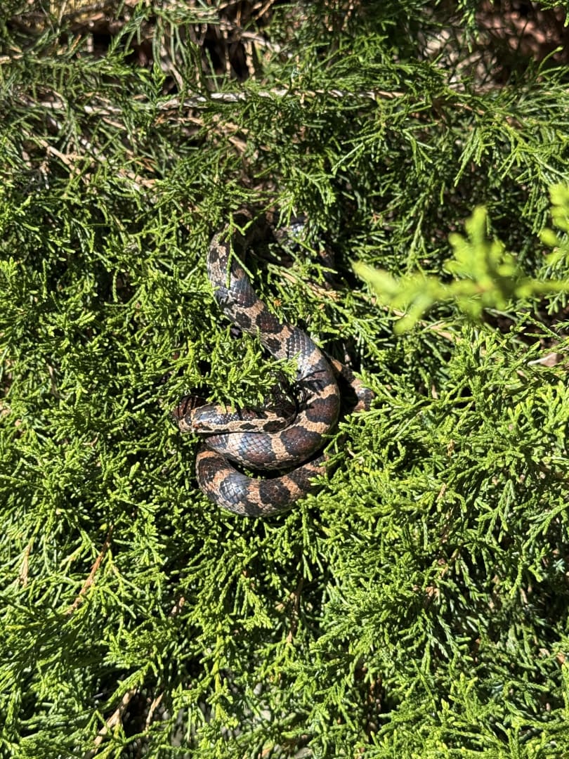 Eastern Milk Snake