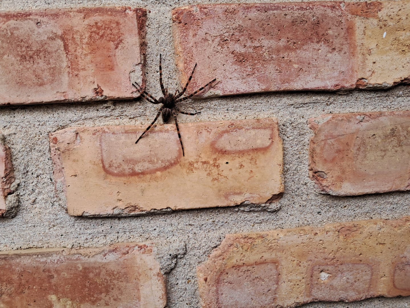 Wolf Spider