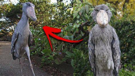 Shoebill