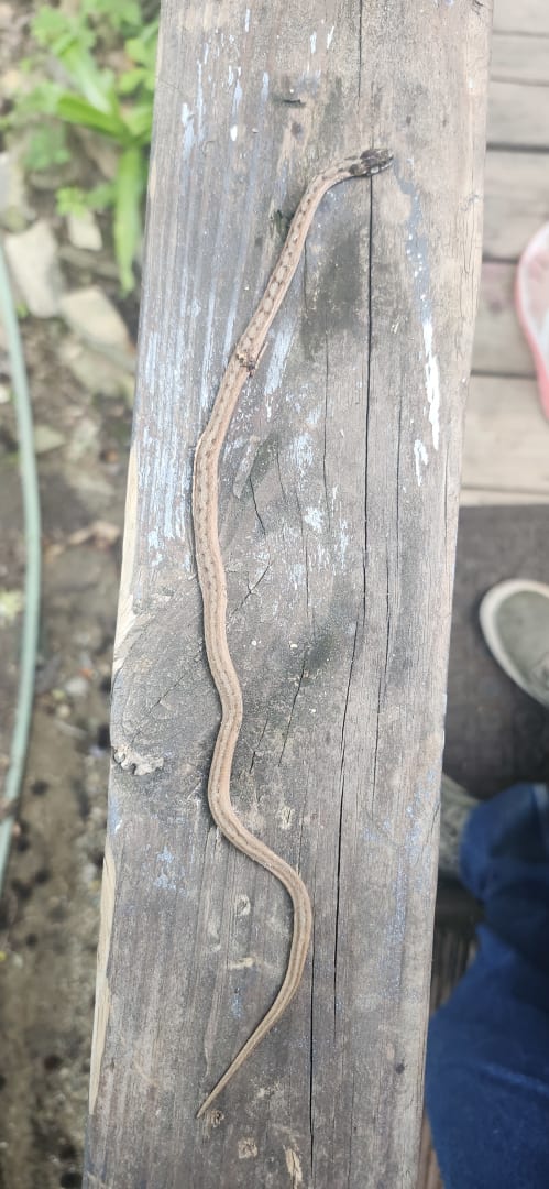 Slow Worm
