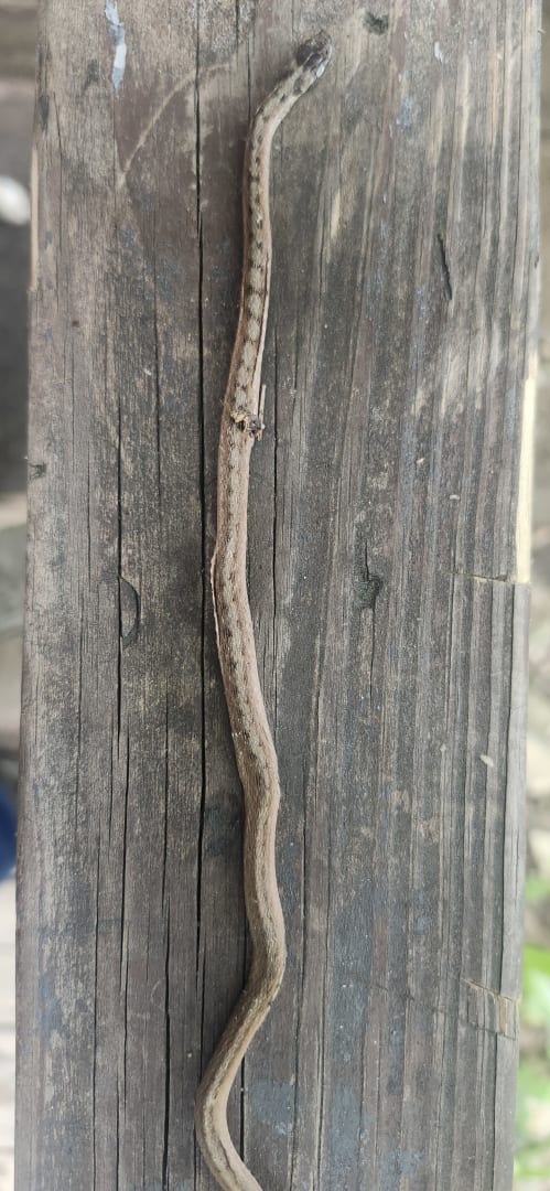 Rough Earth Snake