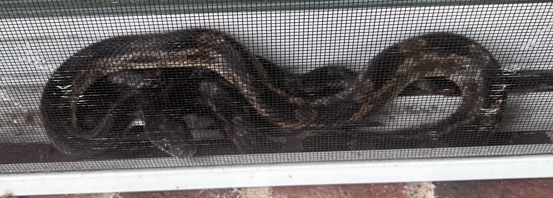 Common Boa